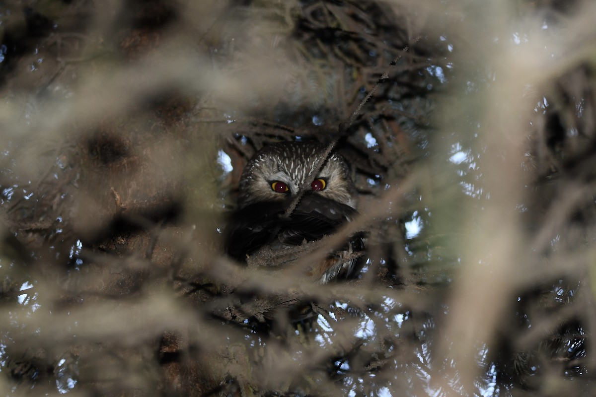 Northern Saw-whet Owl - ML628048877