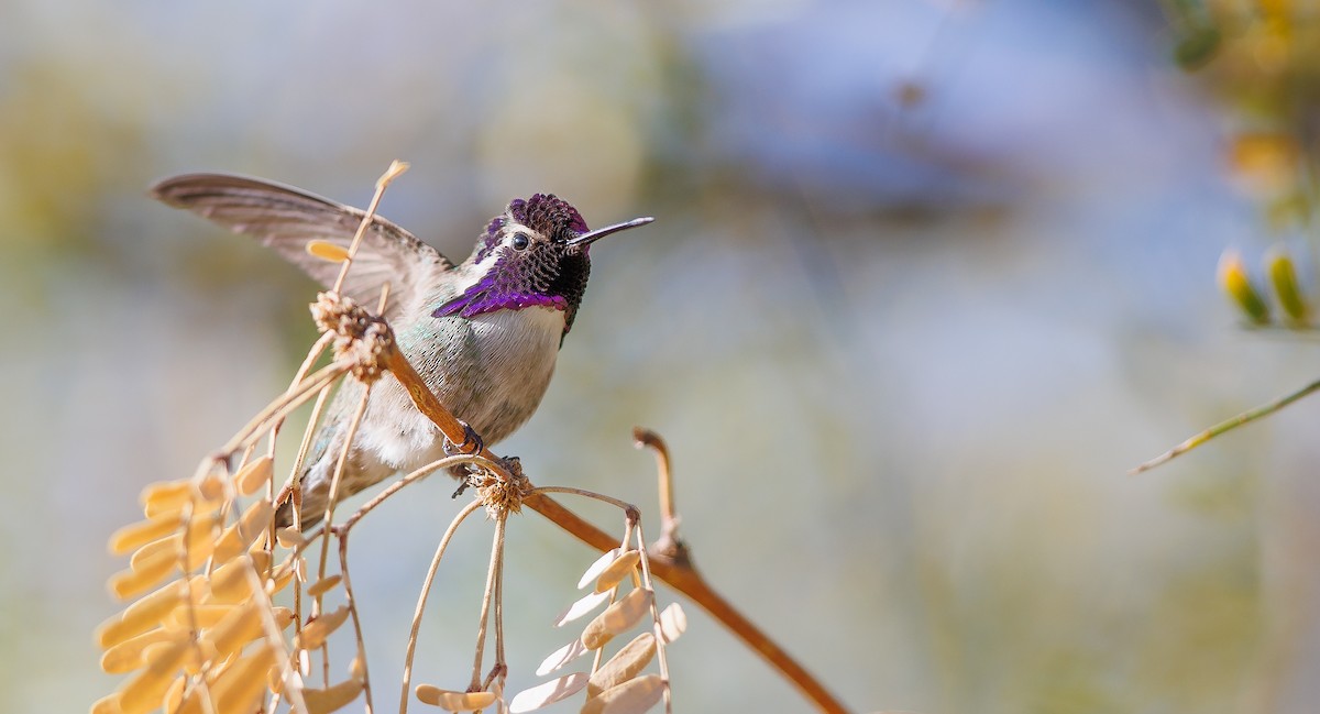 Costa's Hummingbird - ML628048959