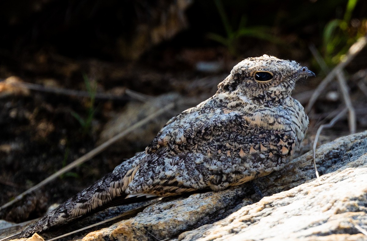 Pygmy Nightjar - ML628048990