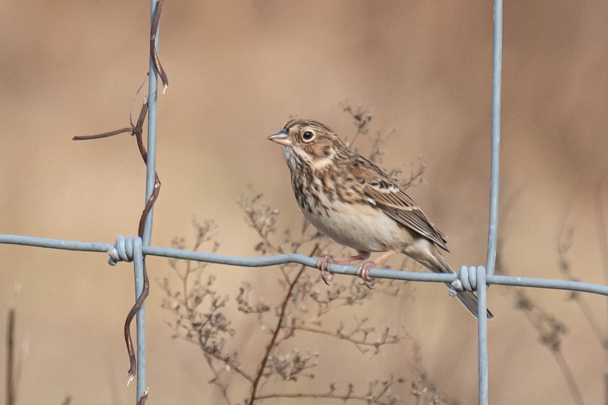 Vesper Sparrow - ML628048995