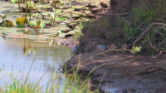 Egyptian Plover - ML628048996
