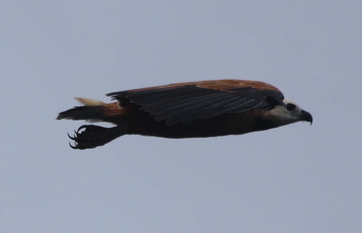 Black-collared Hawk - ML628049006