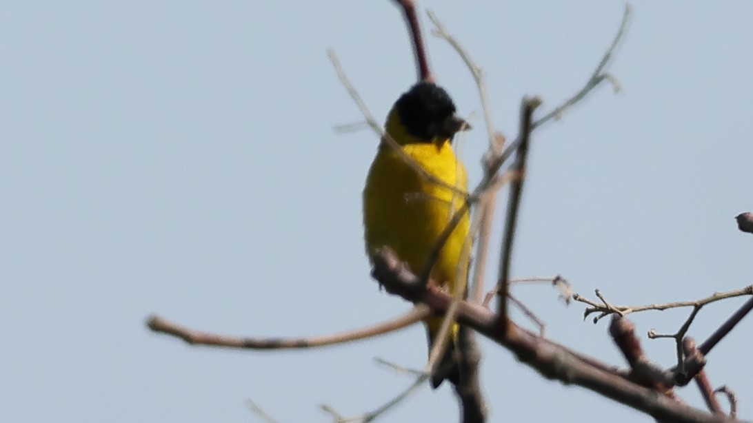 Saffron Siskin - ML628049009