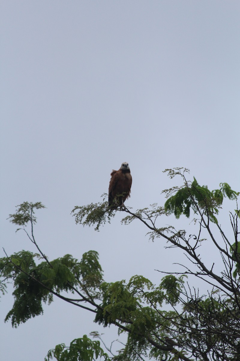 Black-collared Hawk - ML628049021