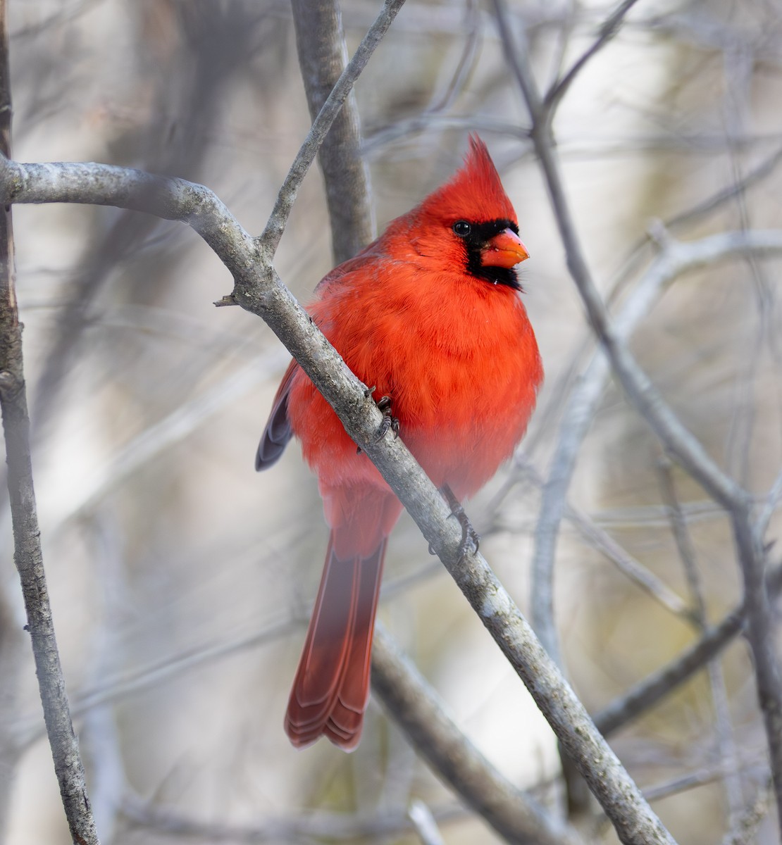 Northern Cardinal - ML628049052