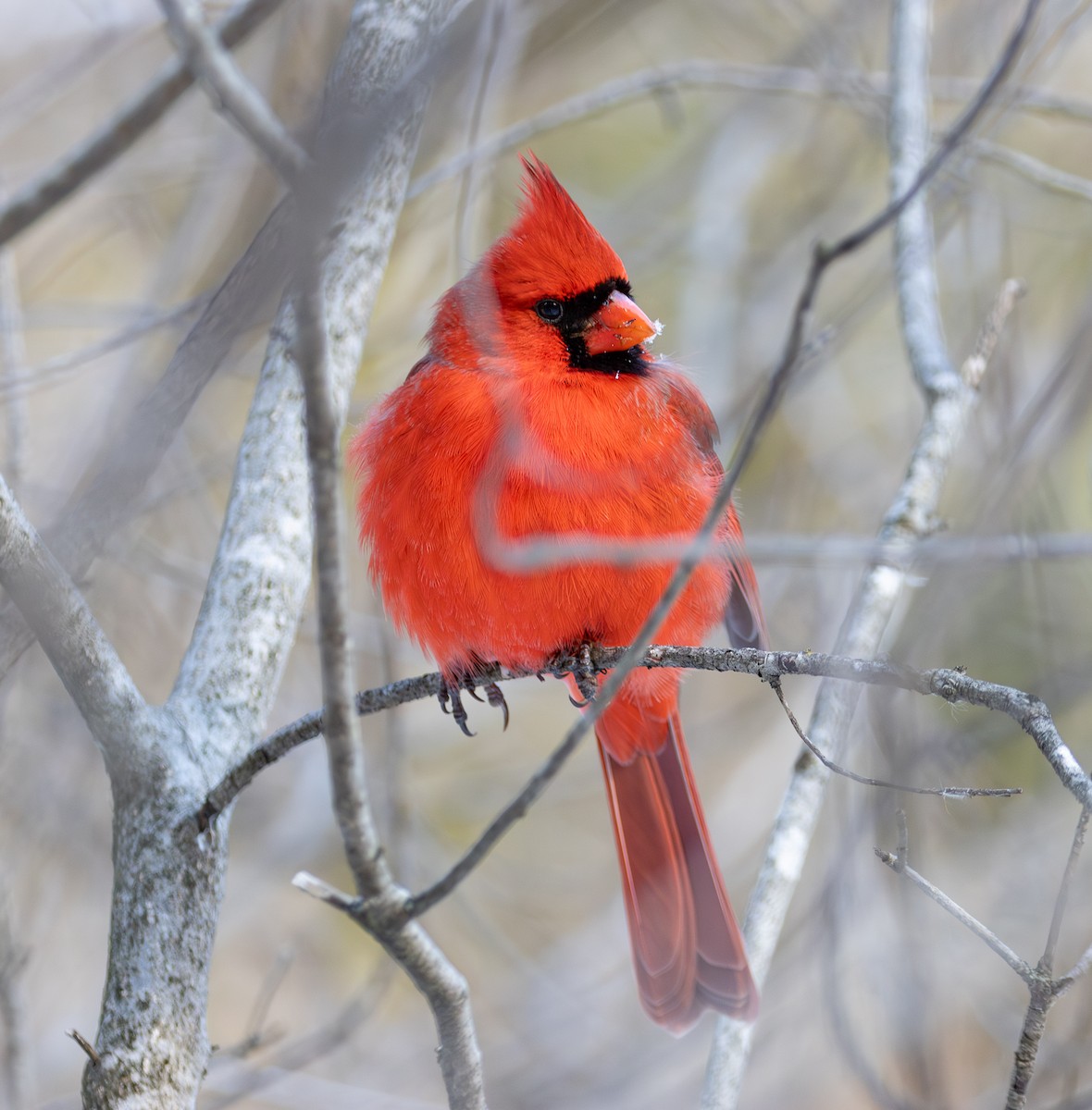 Northern Cardinal - ML628049053