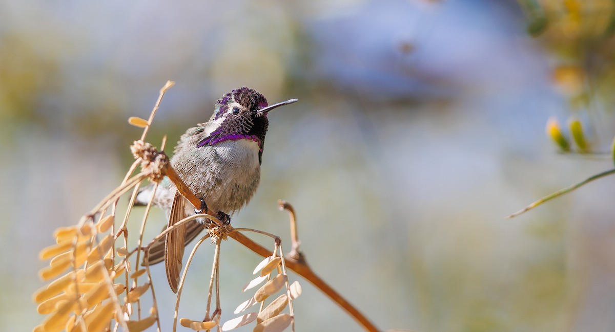 Costa's Hummingbird - ML628049059