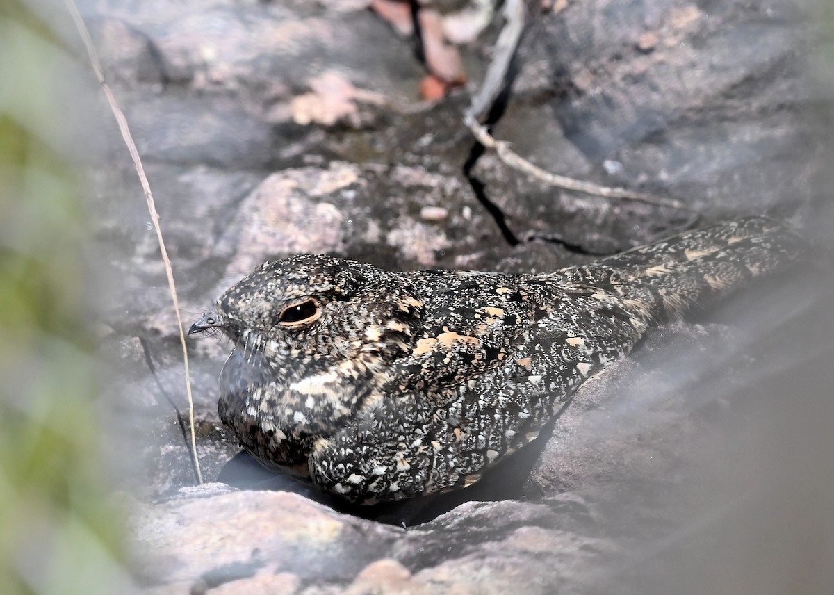 Pygmy Nightjar - ML628049060