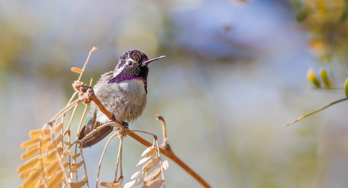 Costa's Hummingbird - ML628049095