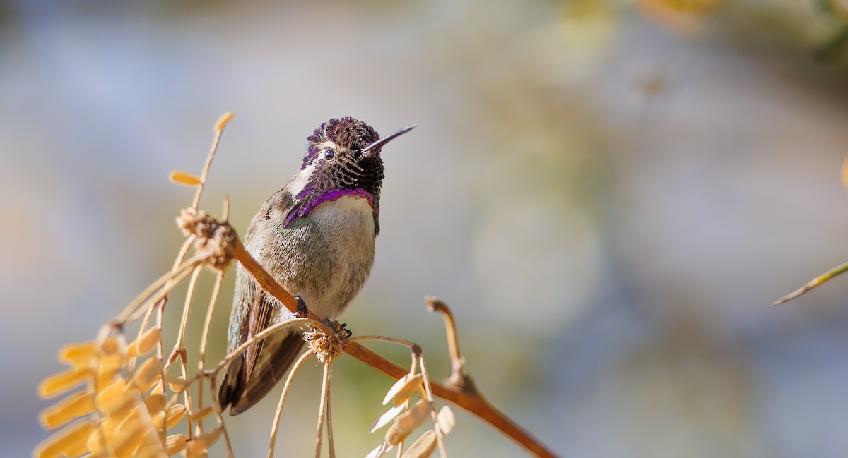 Costa's Hummingbird - ML628049246