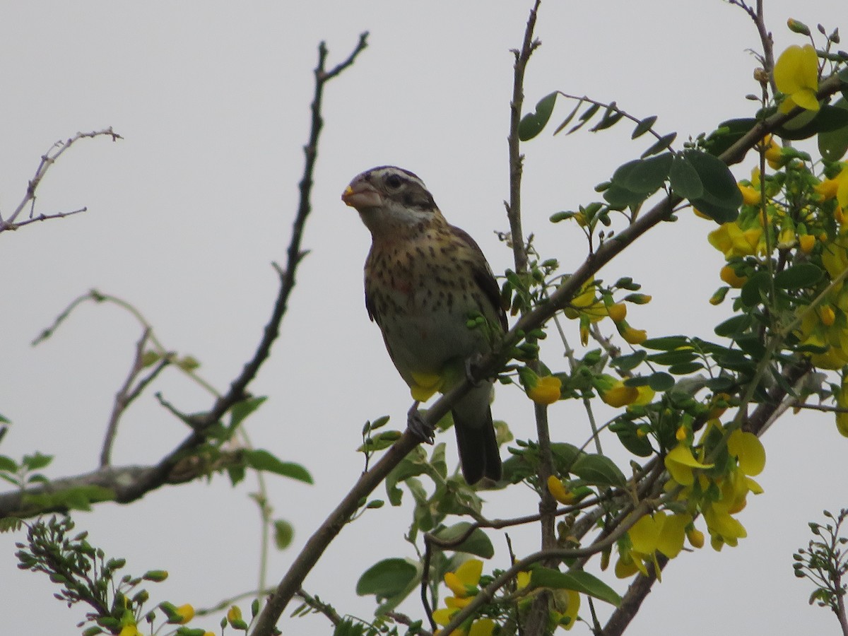 Rose-breasted Grosbeak - ML628049258