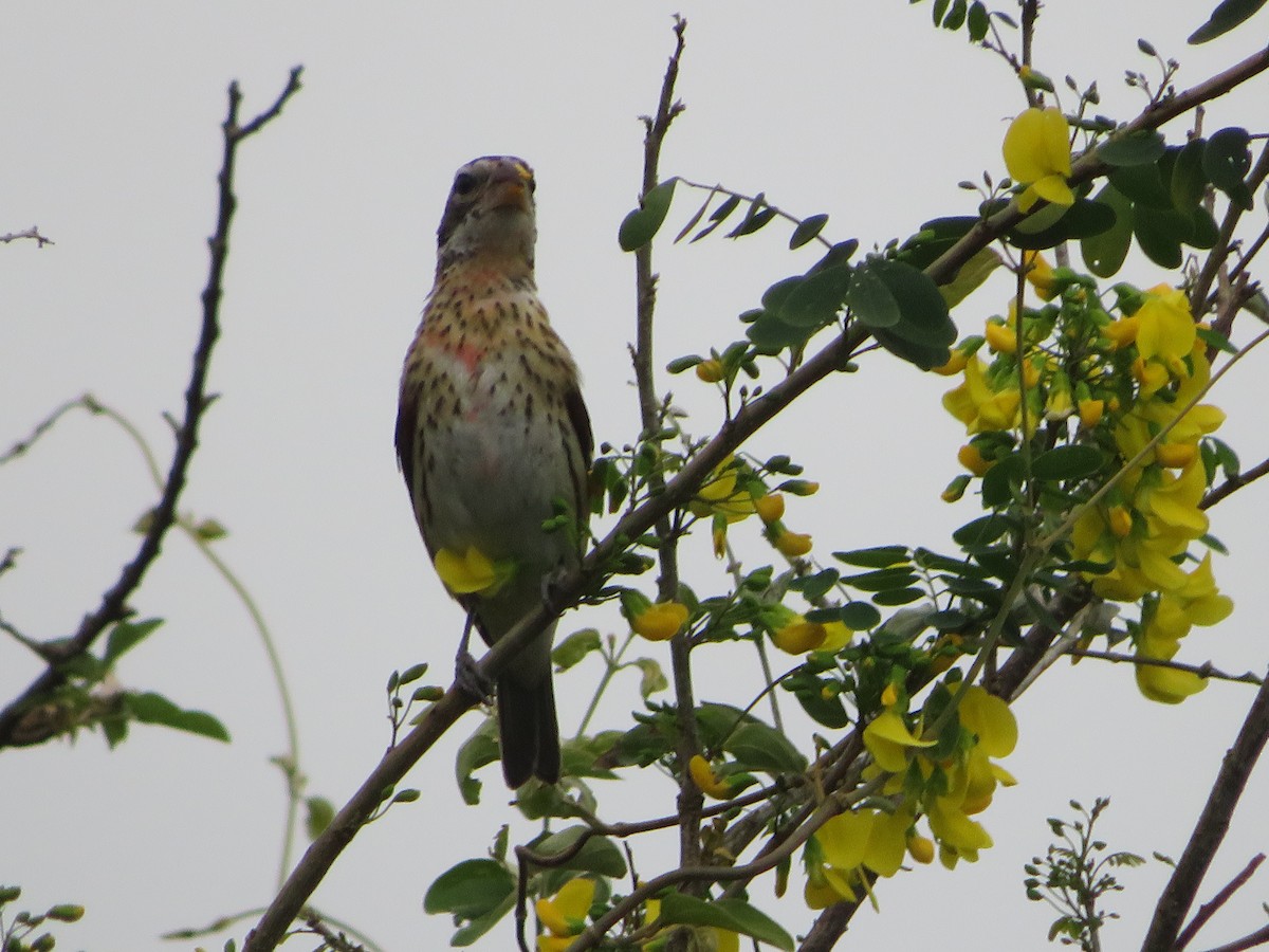 Rose-breasted Grosbeak - ML628049259