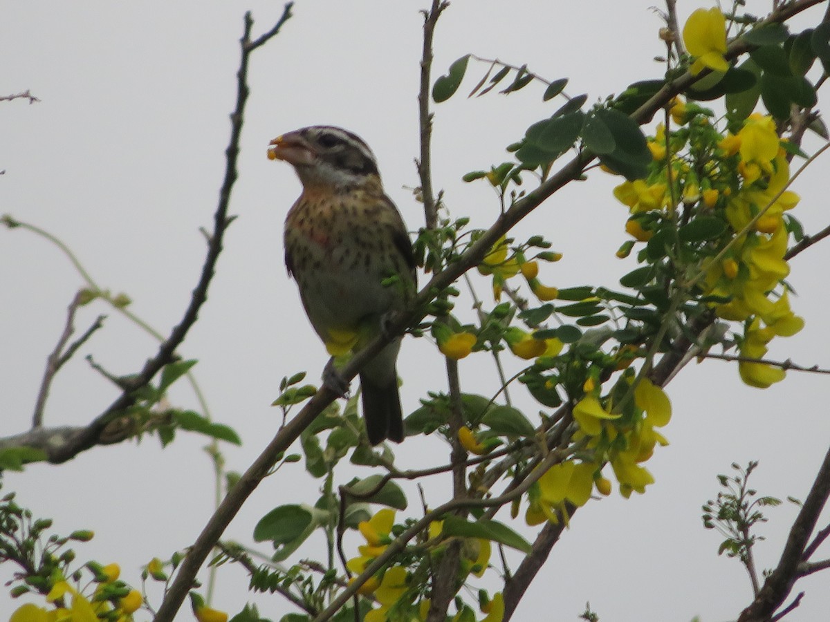 Rose-breasted Grosbeak - ML628049260