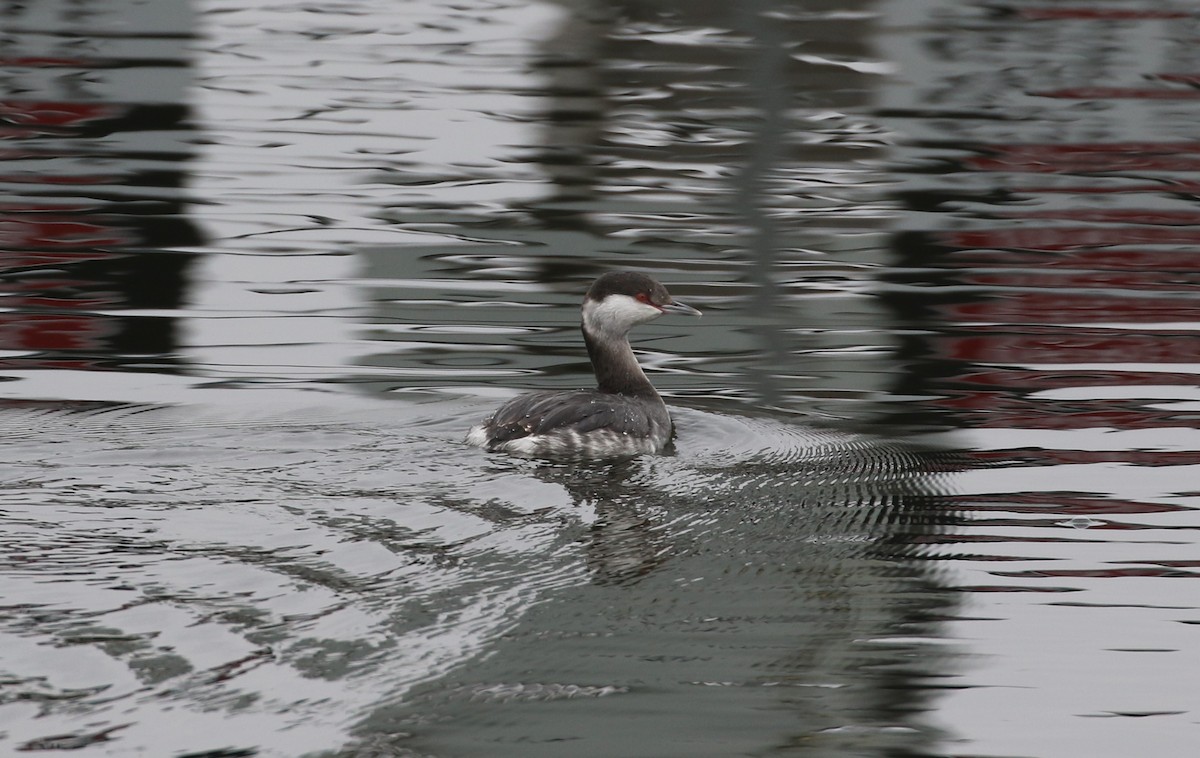 Horned Grebe - ML628049287