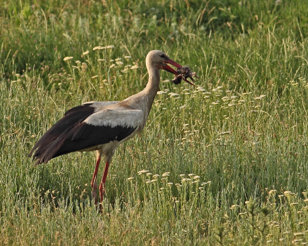 White Stork - ML628049291
