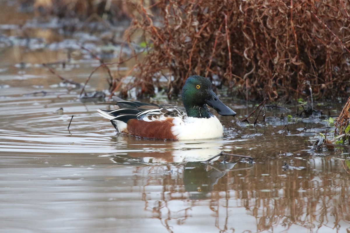 Northern Shoveler - ML628049298