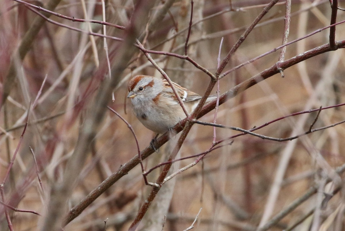 American Tree Sparrow - ML628049303