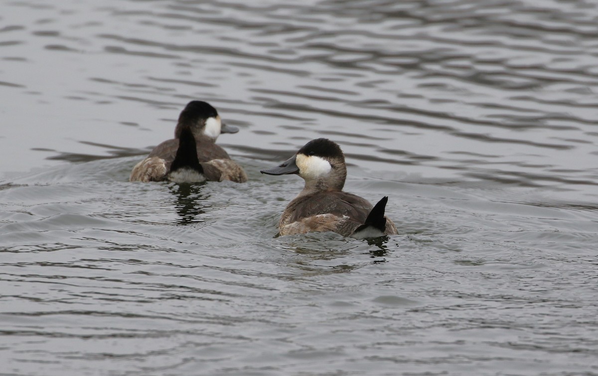 Ruddy Duck - ML628049310