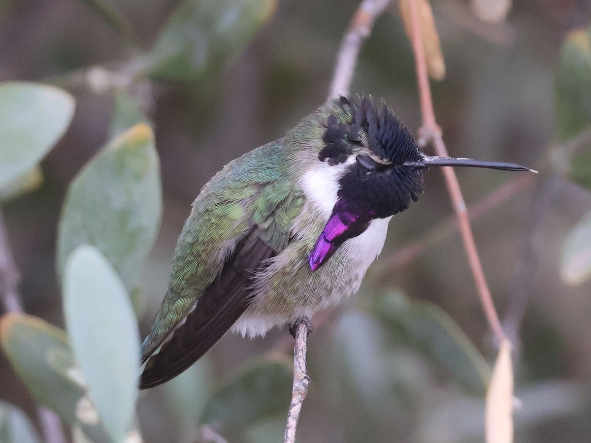 Costa's Hummingbird - ML628049378