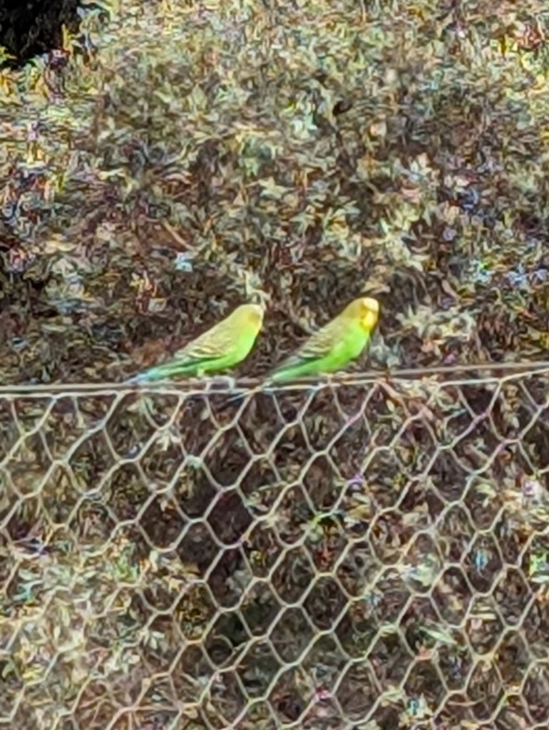 Budgerigar - ML628049389
