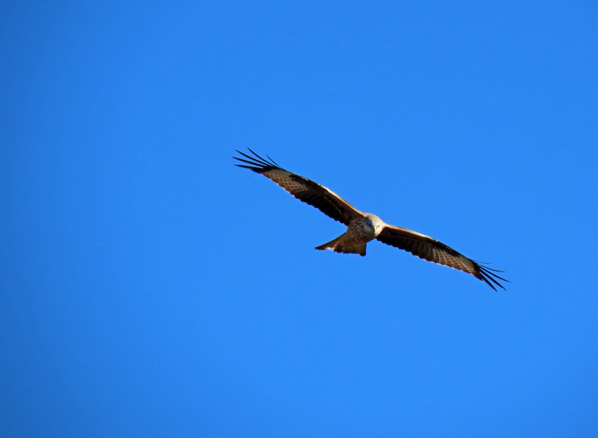 Red Kite - ML628049432