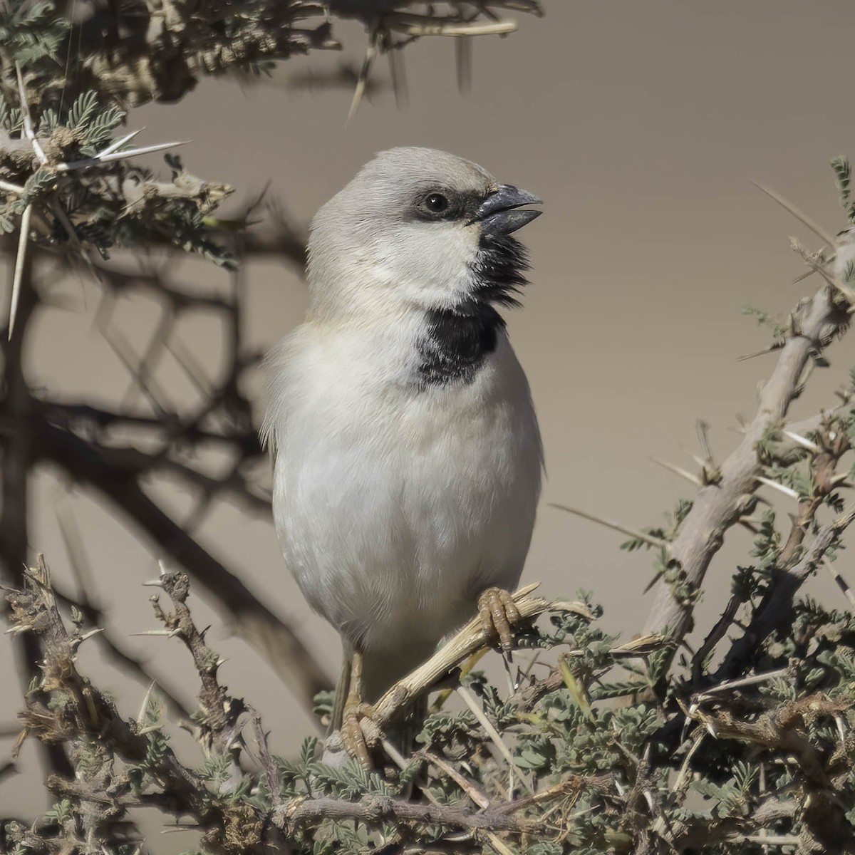 Moineau blanc - ML628049437