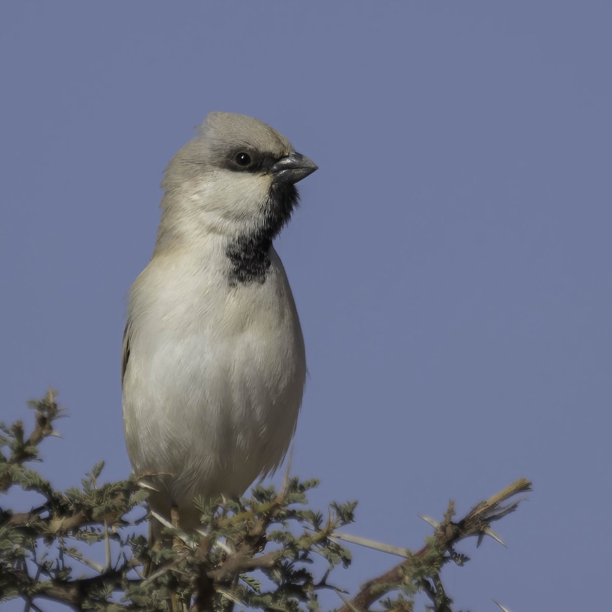 Moineau blanc - ML628049438