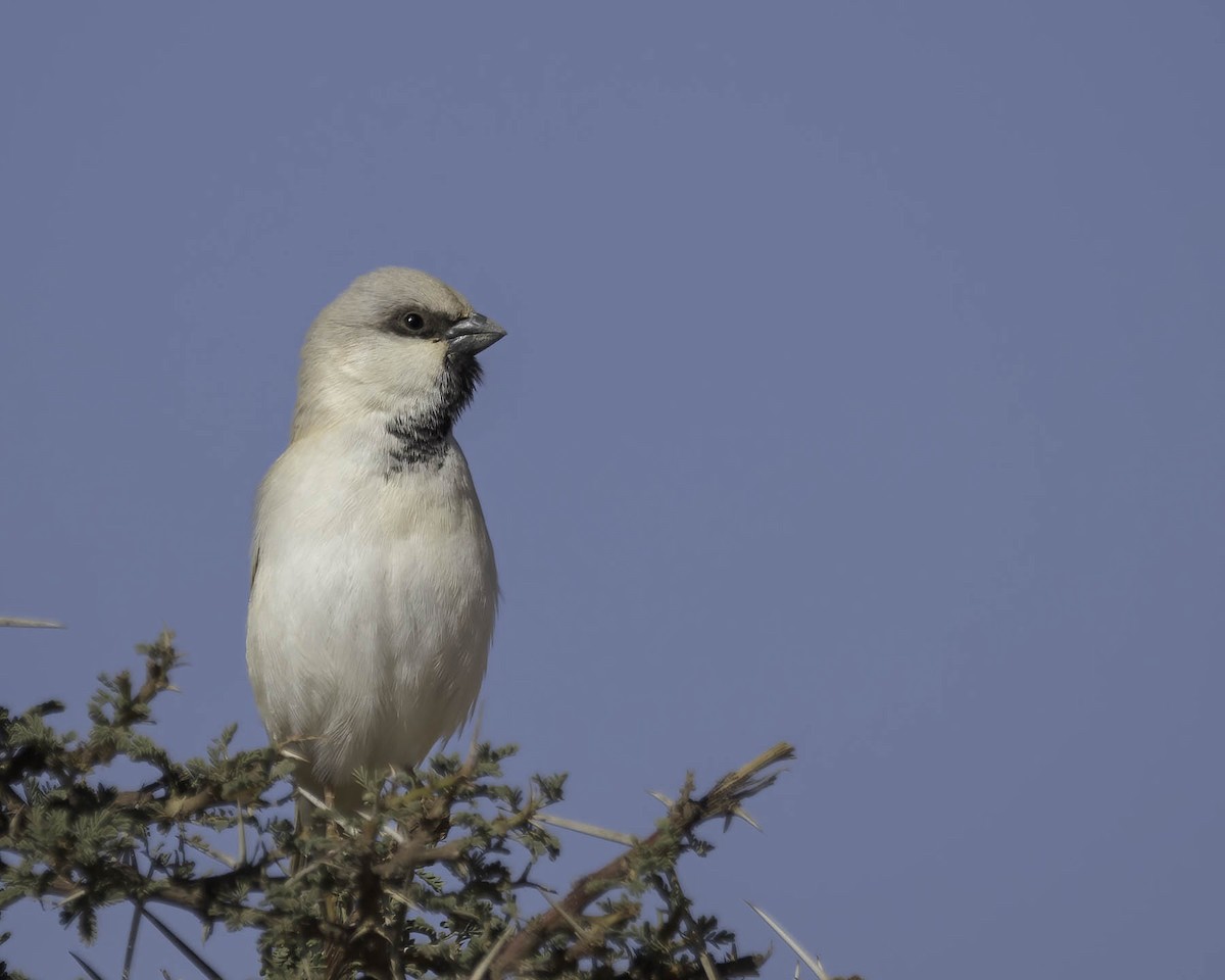 Moineau blanc - ML628049439