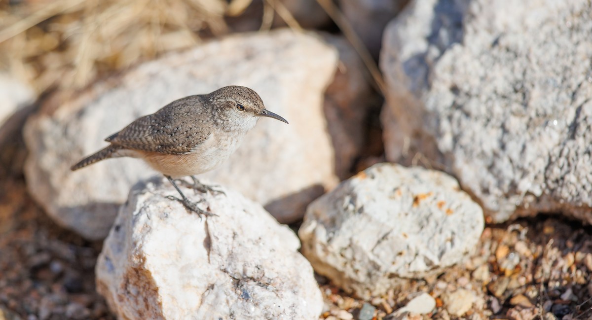 Rock Wren - ML628049518