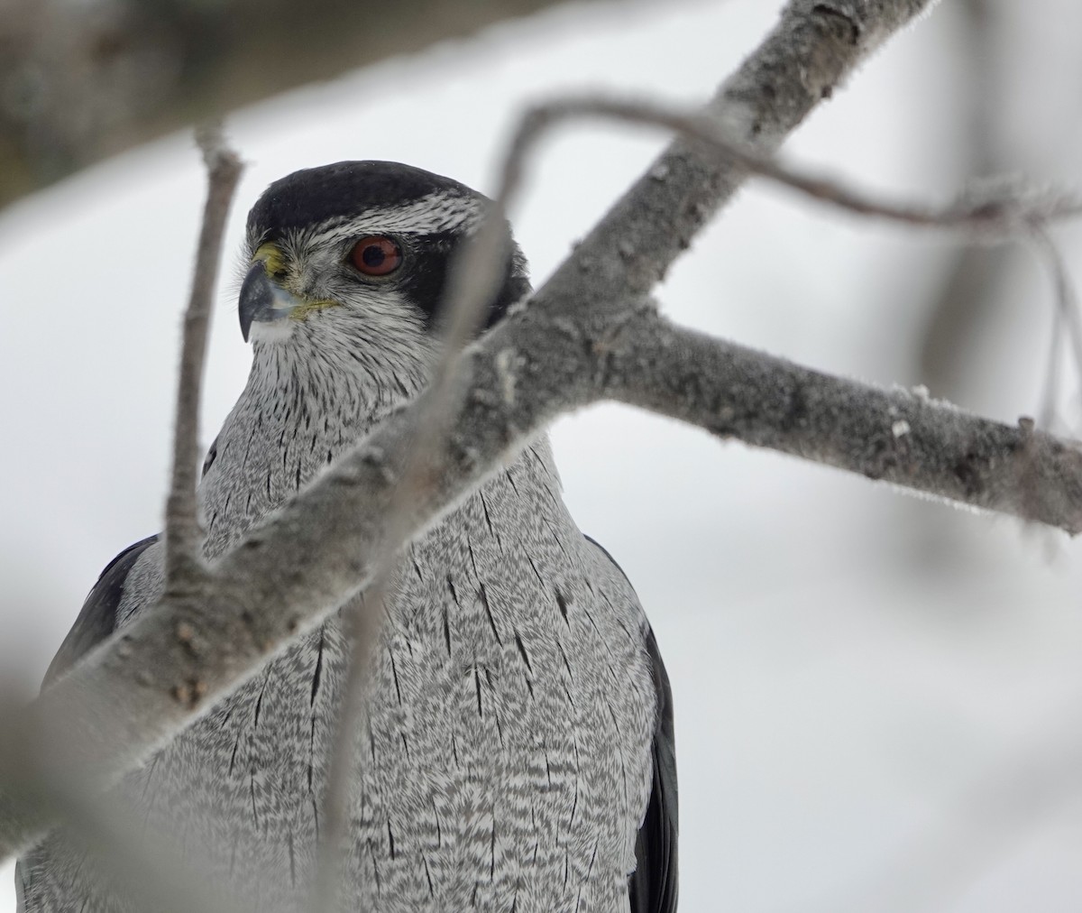 American Goshawk - ML628049586