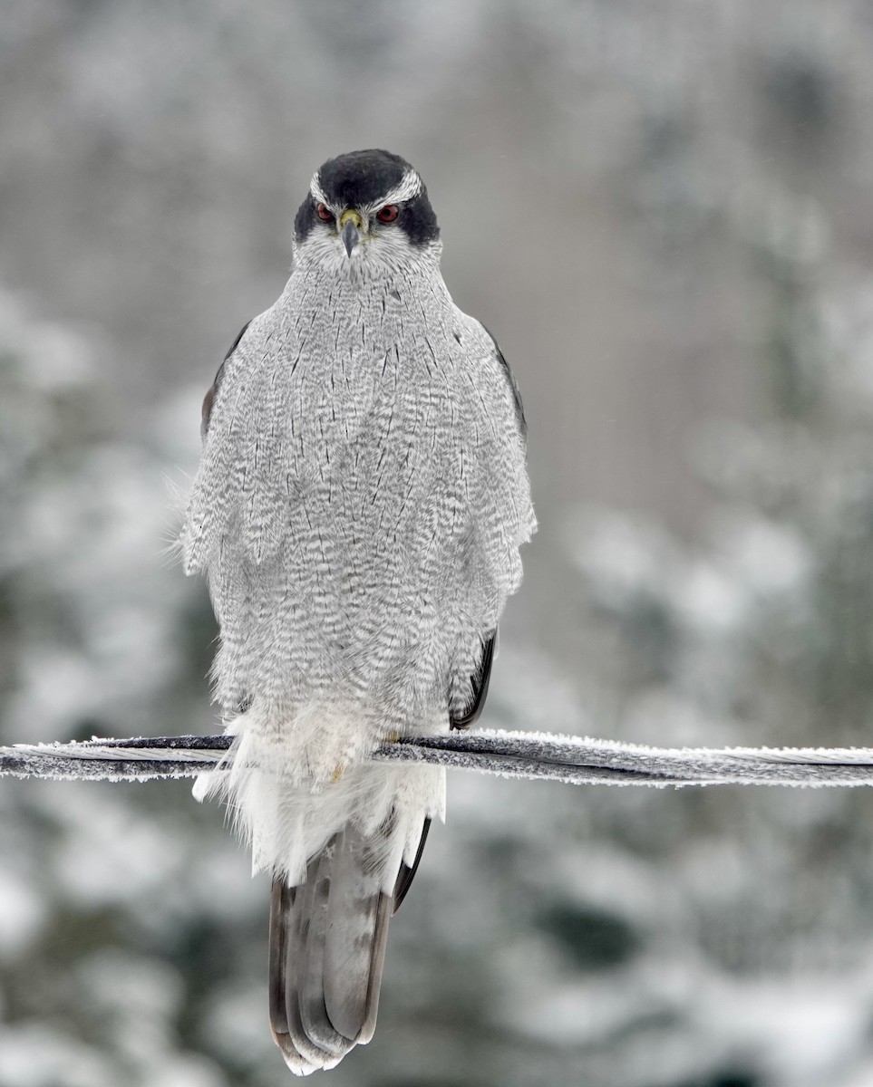 American Goshawk - France Boily
