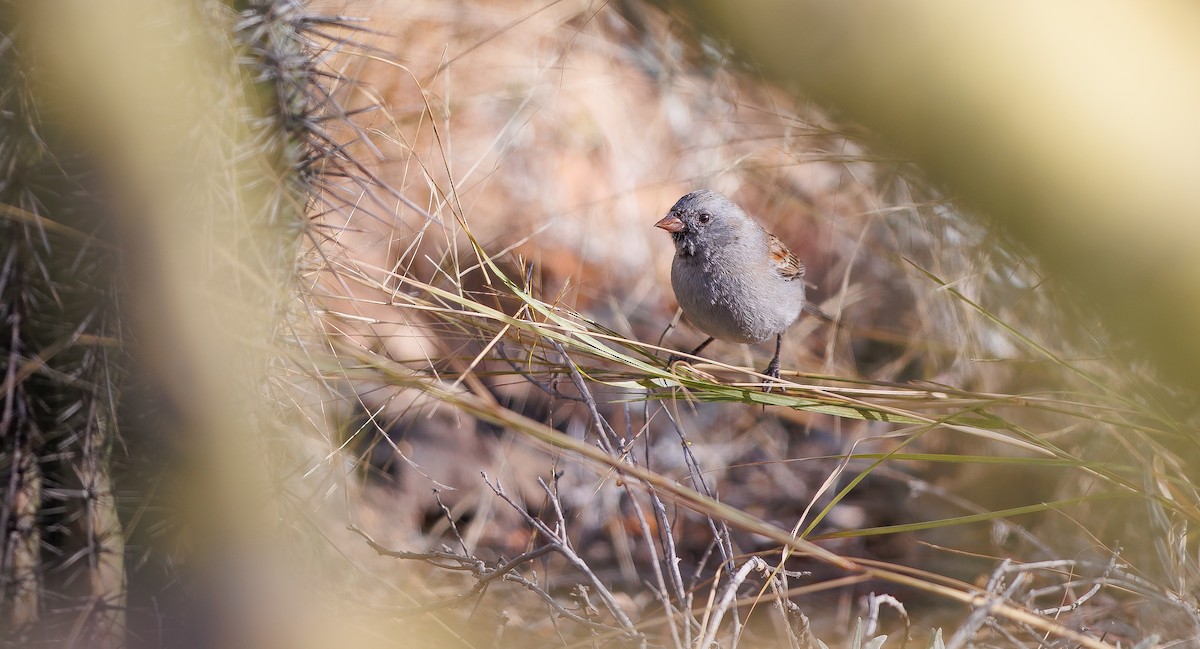 Black-chinned Sparrow - ML628049753