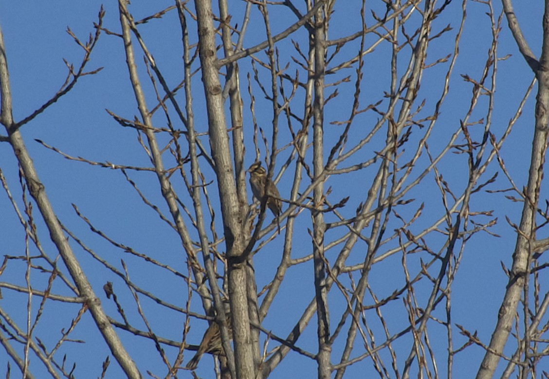 Zigolo boschereccio - ML628049754