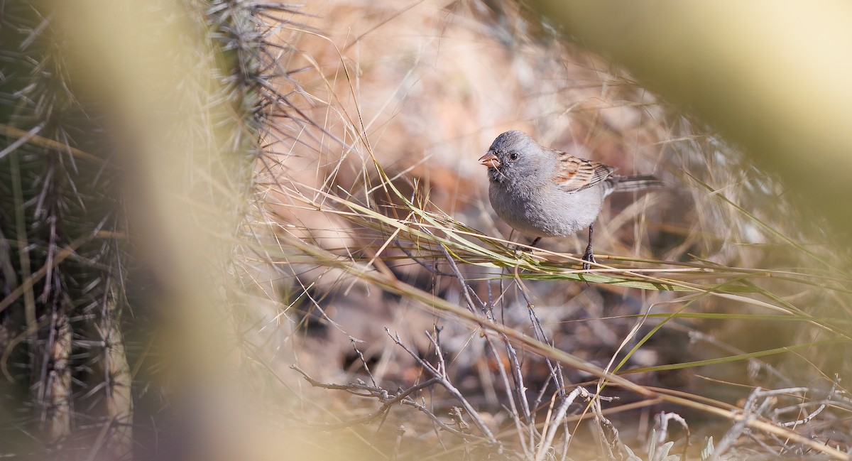 Black-chinned Sparrow - ML628049788