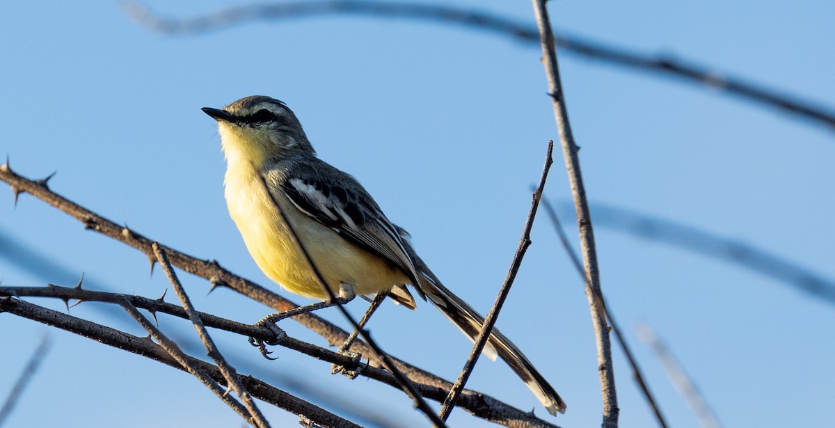 Bahia Wagtail-Tyrant - ML628049795