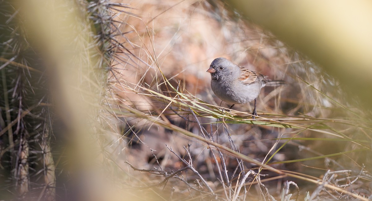 Black-chinned Sparrow - ML628049826