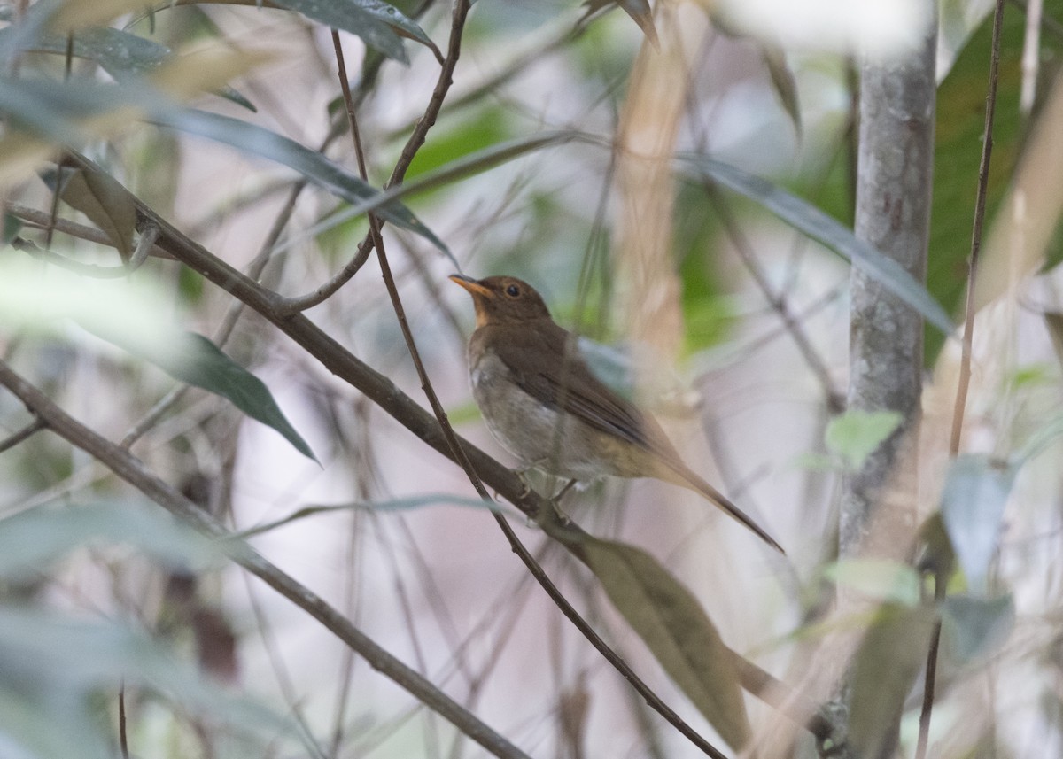Rufous-brown Solitaire - ML628049863