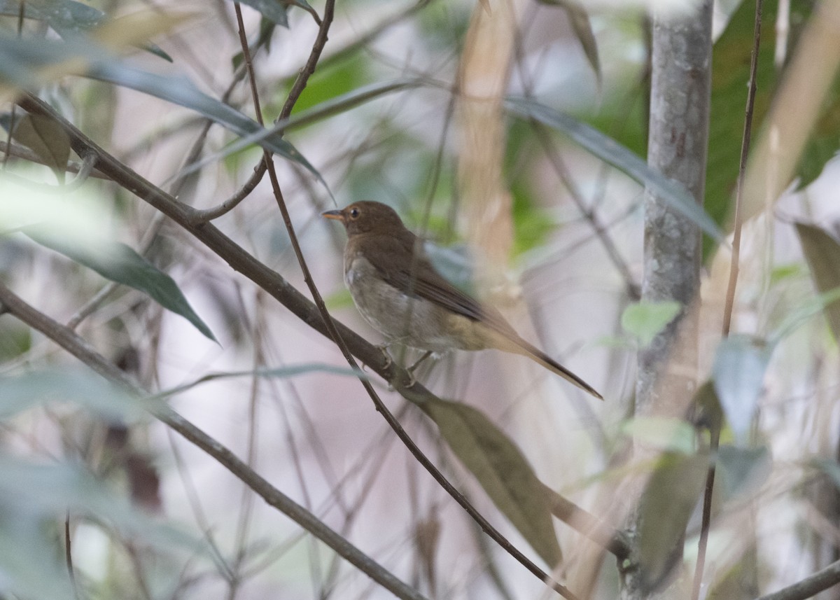Rufous-brown Solitaire - ML628049864