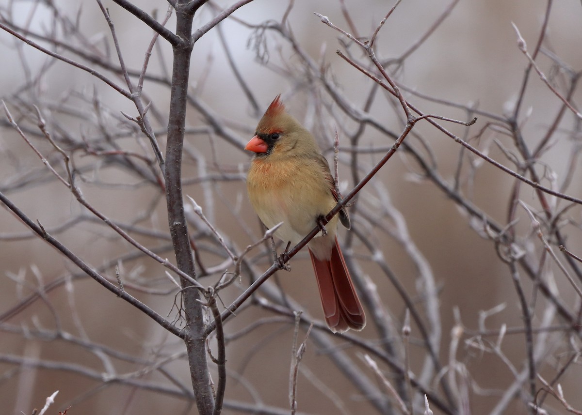 Northern Cardinal - ML628049866