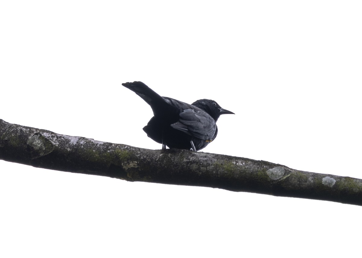 Golden-tufted Grackle - ML628049868