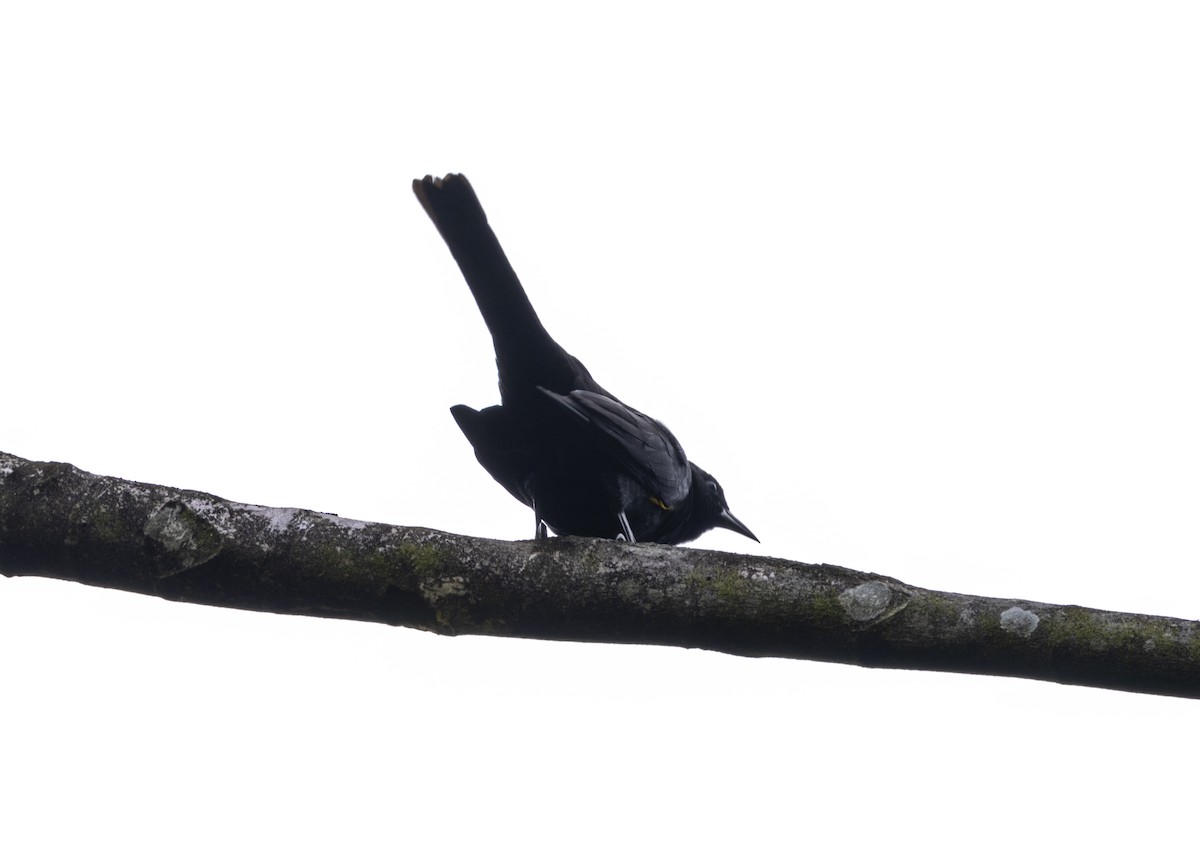 Golden-tufted Grackle - ML628049869