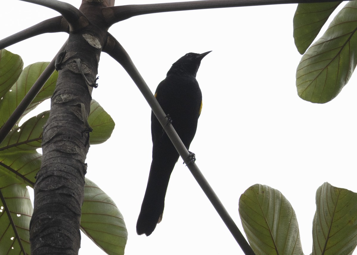 Golden-tufted Grackle - ML628049870
