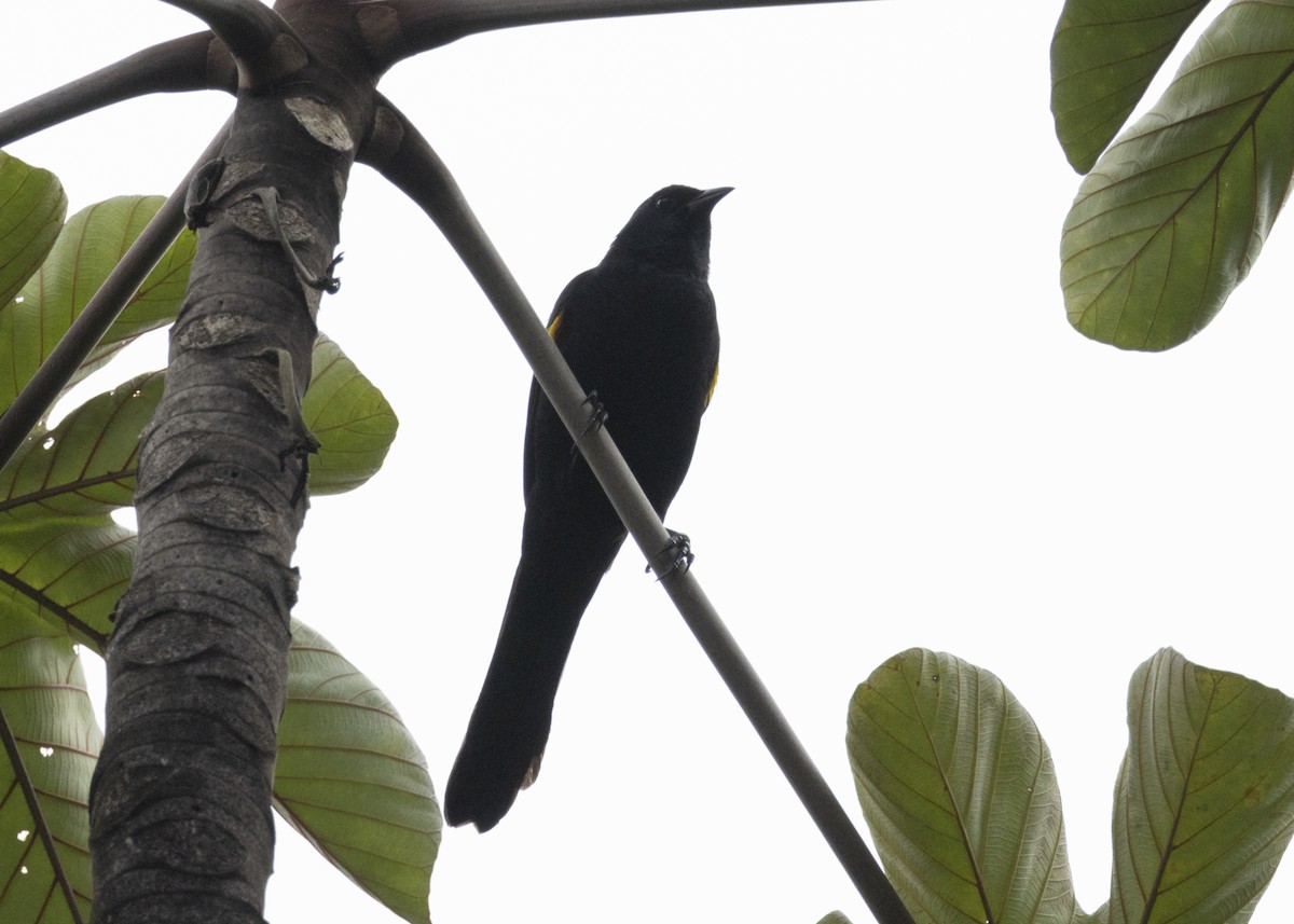 Golden-tufted Grackle - ML628049871