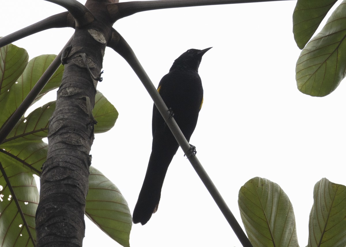 Golden-tufted Grackle - ML628049872