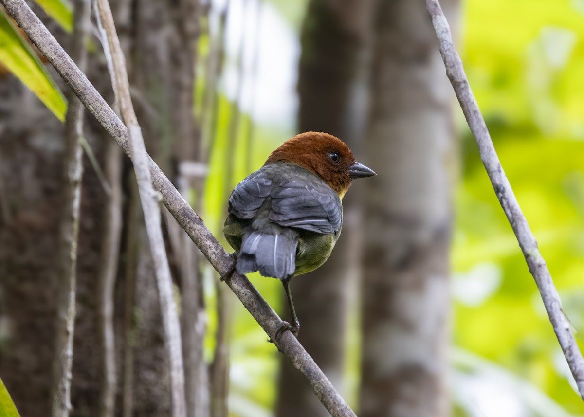 Tepui Brushfinch - ML628049876