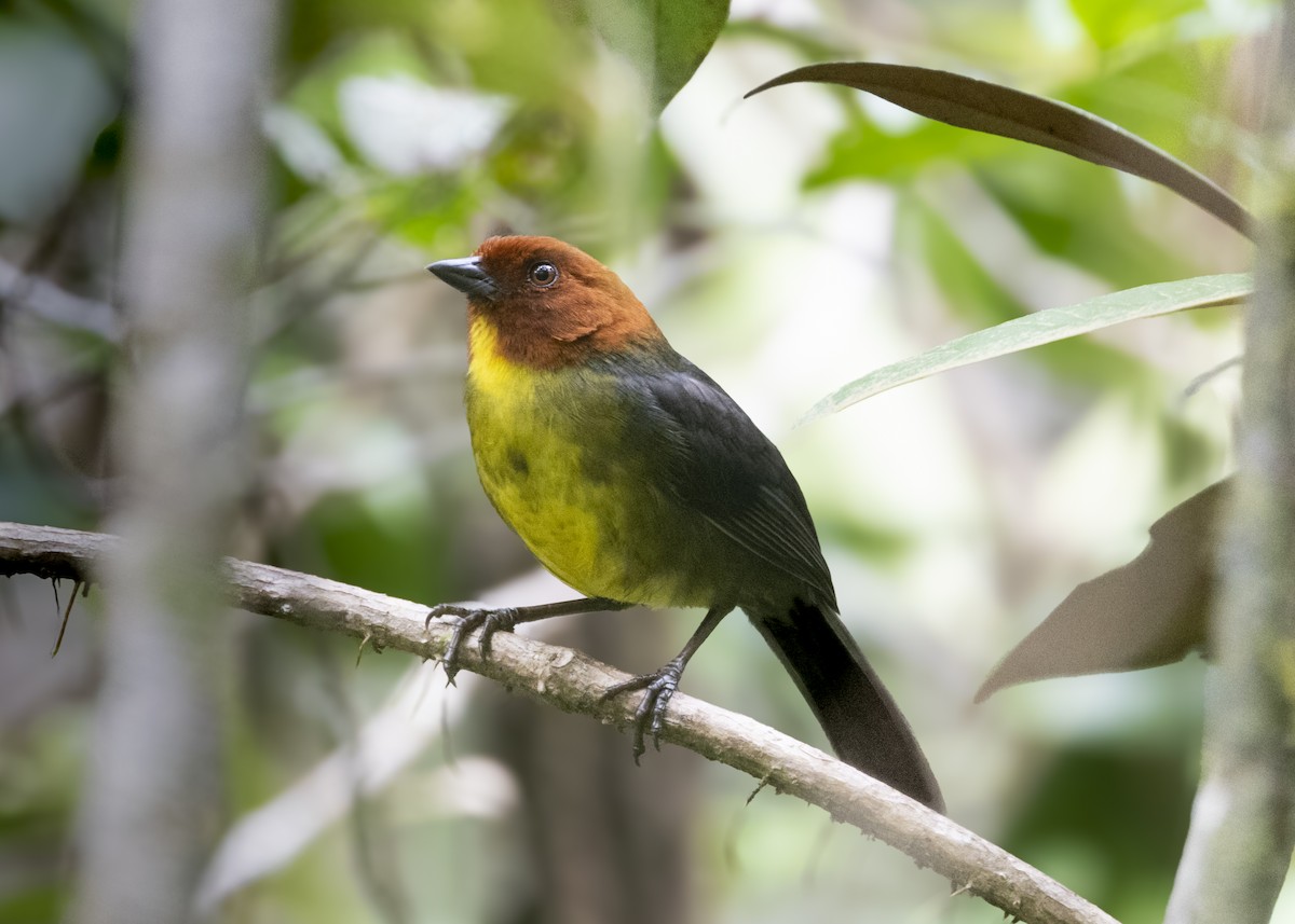 Tepui Brushfinch - ML628049877