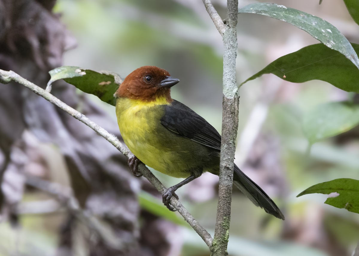 Tepui Brushfinch - ML628049878