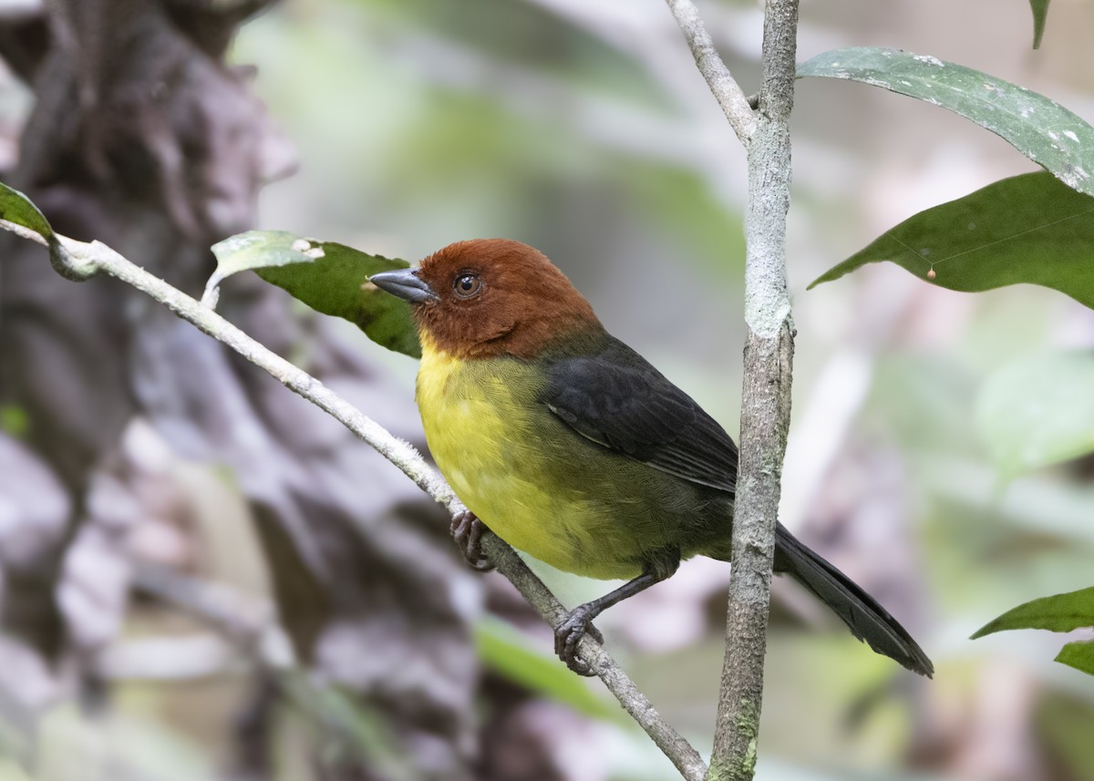 Tepui Brushfinch - ML628049879