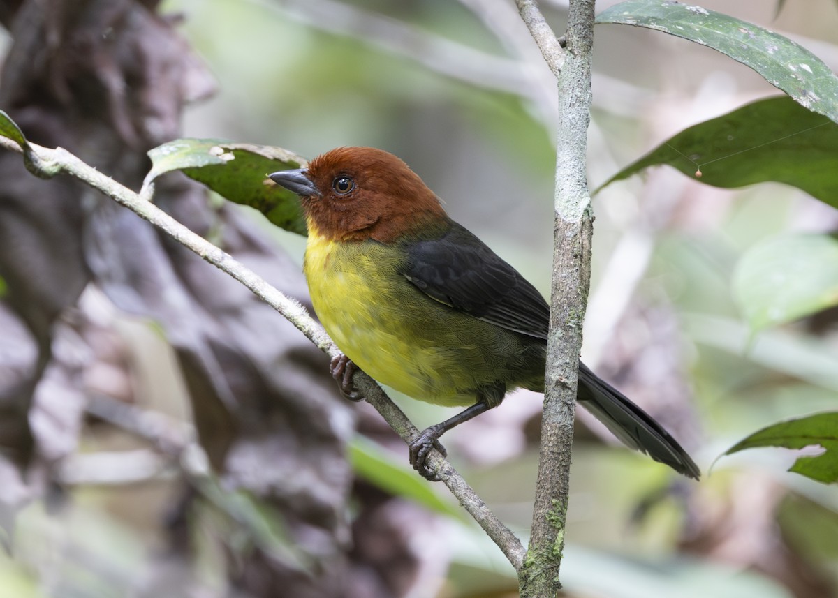Tepui Brushfinch - ML628049880