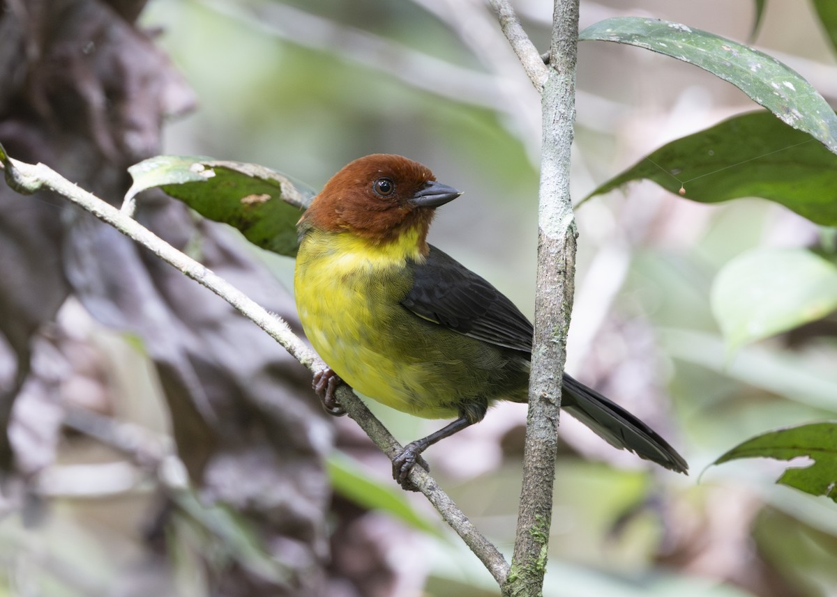 Tepui Brushfinch - ML628049881